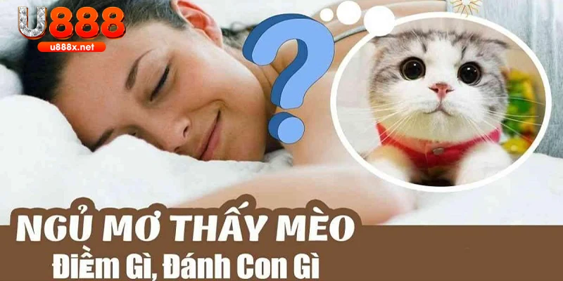 mơ thấy mèo